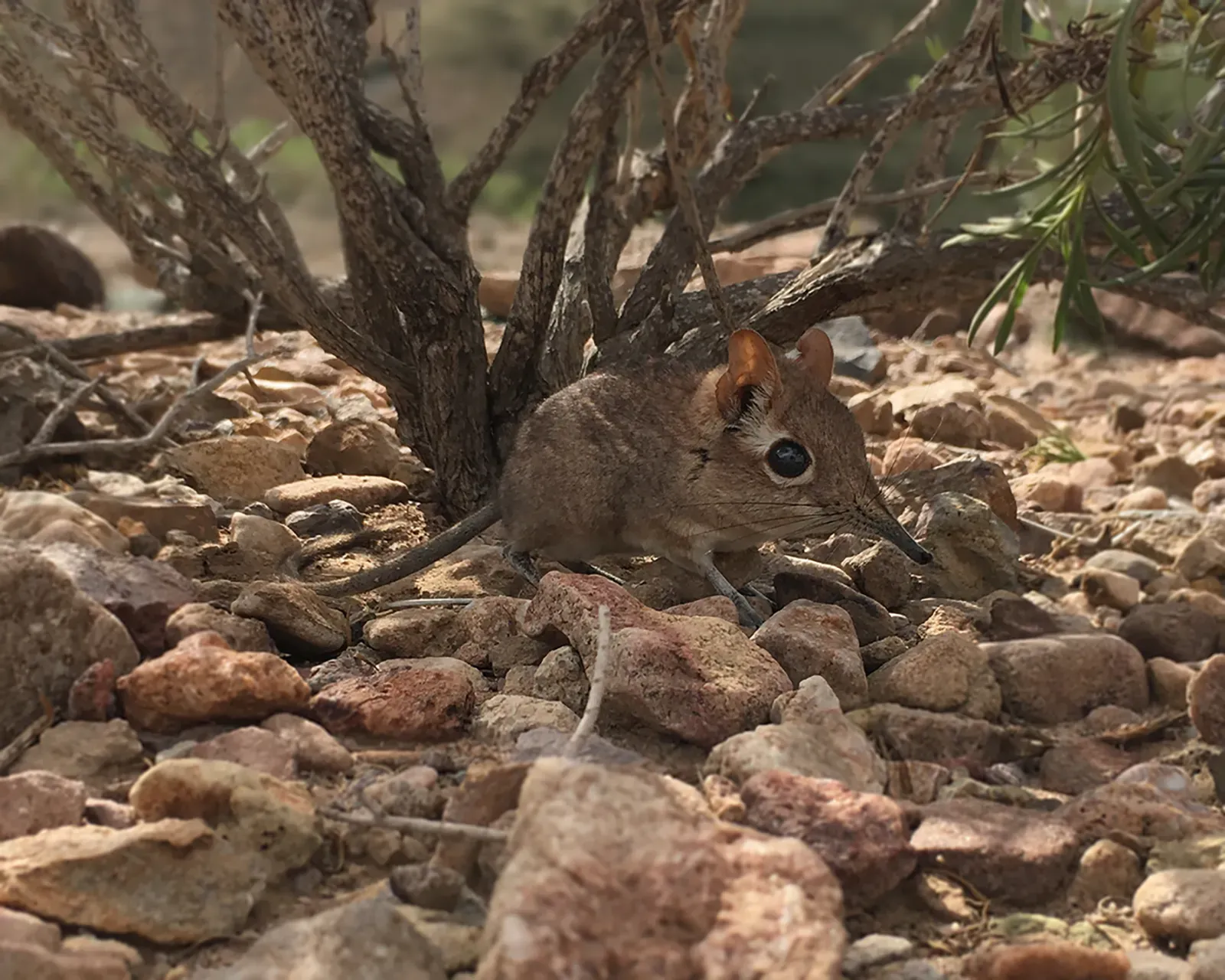 #4 - Somali Sengi: "Lost" for 50 Years, Found With a Peanut-Baited Trap (Steven Heritage​, Houssein Rayaleh, Djama G. Awaleh and Galen B. Rathbun: New records of a lost species and a geographic range expansion for sengis in the Horn of Africa. PeerJ 8, 2020, pp. e9652 (fig. 1), doi:10.7717/peerj.9652, CC BY 4.0)
