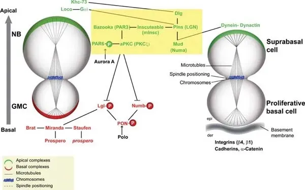 The Hayflick Limit: Built‑In Cellular Expiration ([1] Direct
StemBook Figure 1 Asymmetric cell division in Drosophila larval neuroblasts (NBs; on the left) and mammalian epithelia (on the right).Toledano, H. and Jones, D.L., Mechanisms regulating stem cell polarity and the specification of asymmetric divisions (March 31, 2009), StemBook, ed. The Stem Cell Research Community, StemBook, doi/10.3824/stembook.1.41.1, http://www.stembook.org., CC BY 3.0)