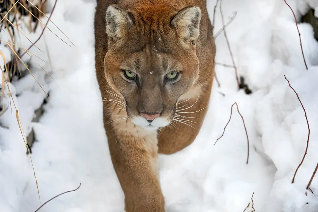 California: Mountain Lions on the Prowl (Image Credits: Unsplash)