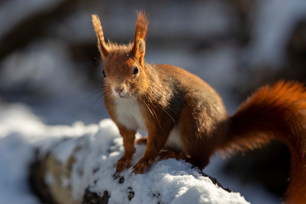 Understanding the Deeper Messages Your Spirit Animal Brings (Image Credits: Flickr)