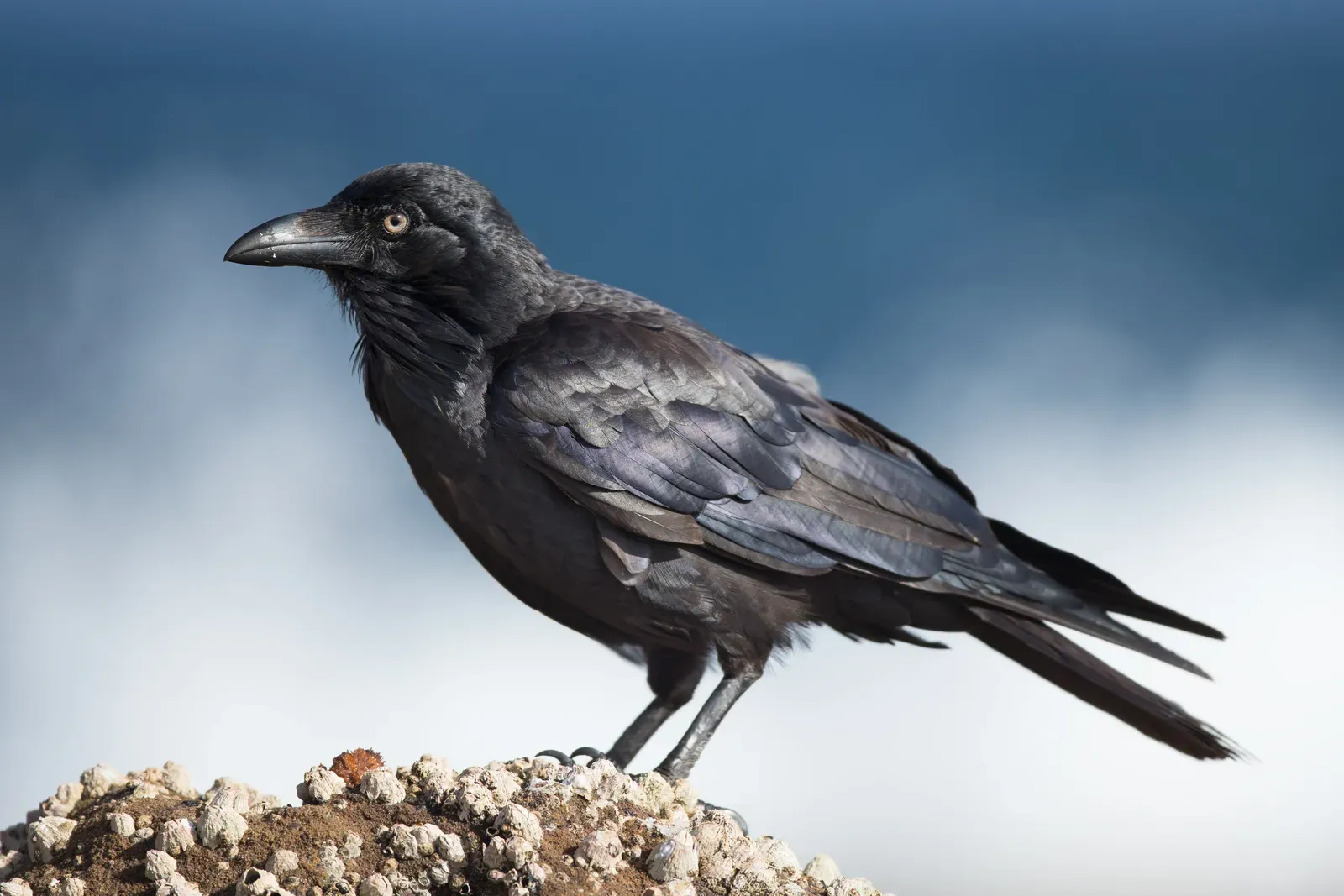 #6 - Whether Crows Can Truly Plan for the Future (By JJ Harrison (https://tiny.jjharrison.com.au/t/ZoQvcc05qhmjQ9eE), CC BY-SA 4.0)