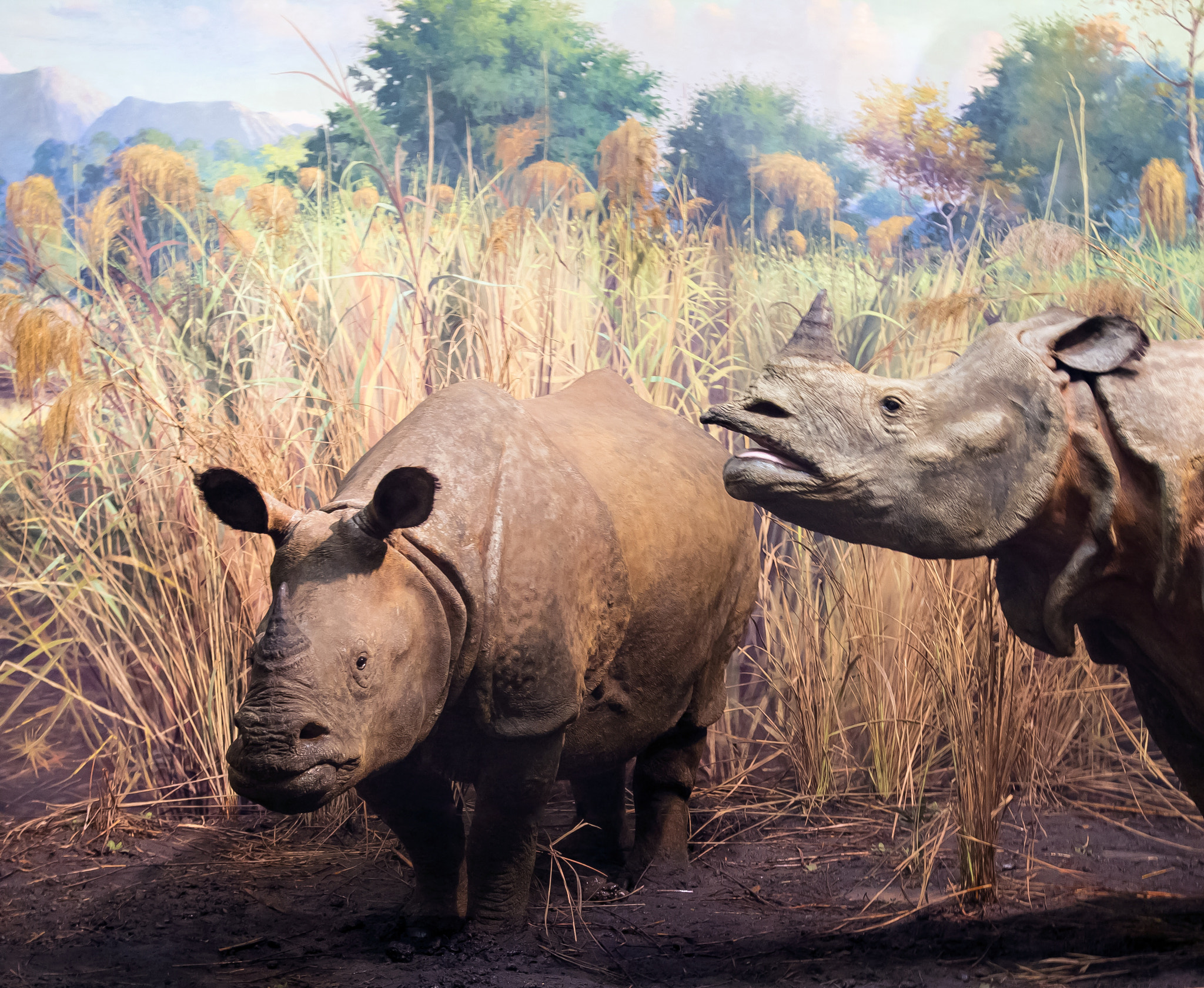 Javan Rhinoceros: Indonesia's Hidden Treasure (Image Credits: Wikimedia)