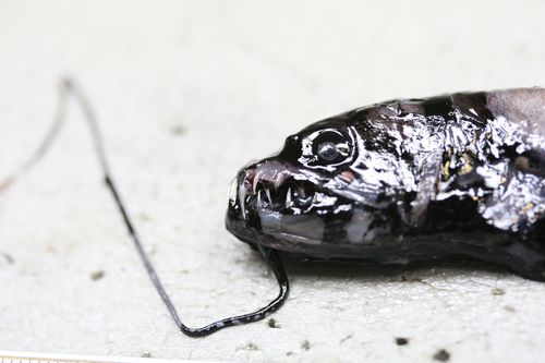 The Physiology of Obsession (Image Credits: Wikimedia)