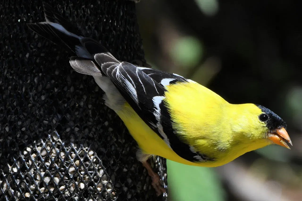 4. American Goldfinch: The Color-Faded Storm Watchers (Image Credits: Pixabay)