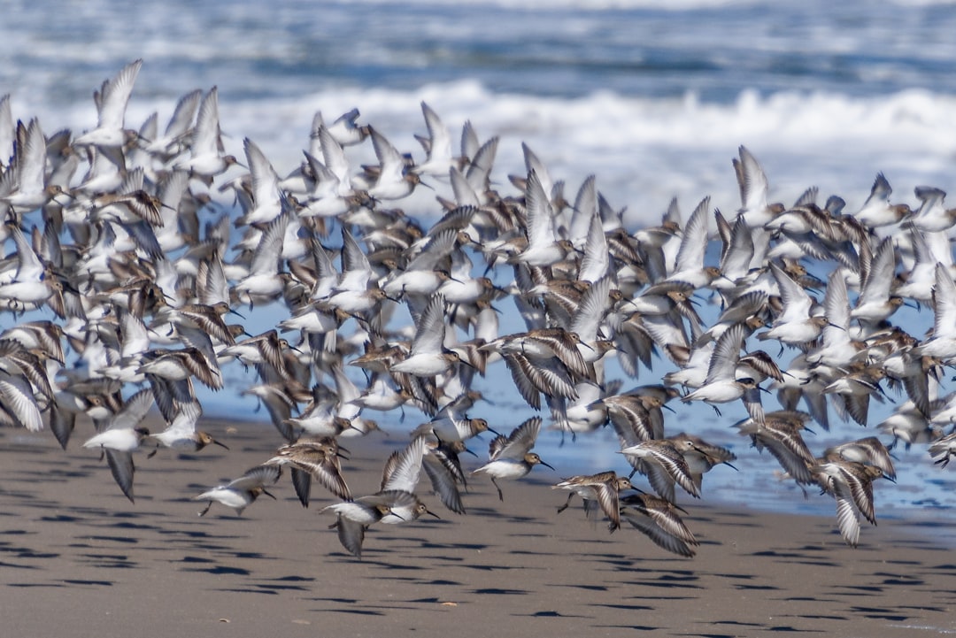 The  at Mispillion Harbor (Image Credits: Unsplash)