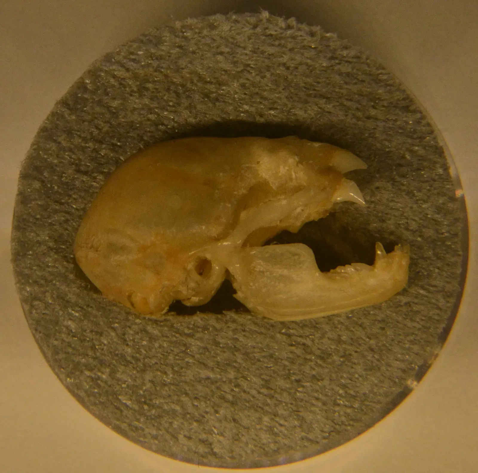 #8 - The "Misfit" Bats With Unmatched Skulls (Photo by Joe Mabel, CC BY-SA 3.0)