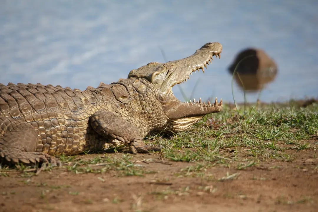 Crocodiles and Plover Birds: The Legendary Dental Assistants (Image Credits: Unsplash)