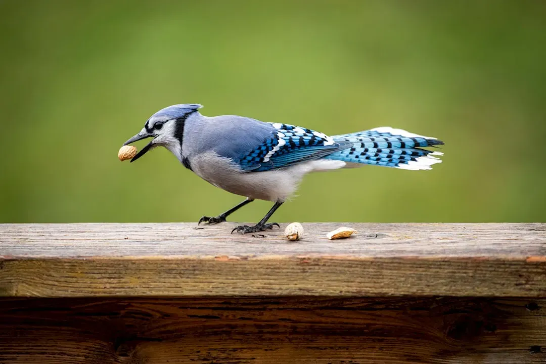 Aquarius: The Blue Jay (Image Credits: Unsplash)