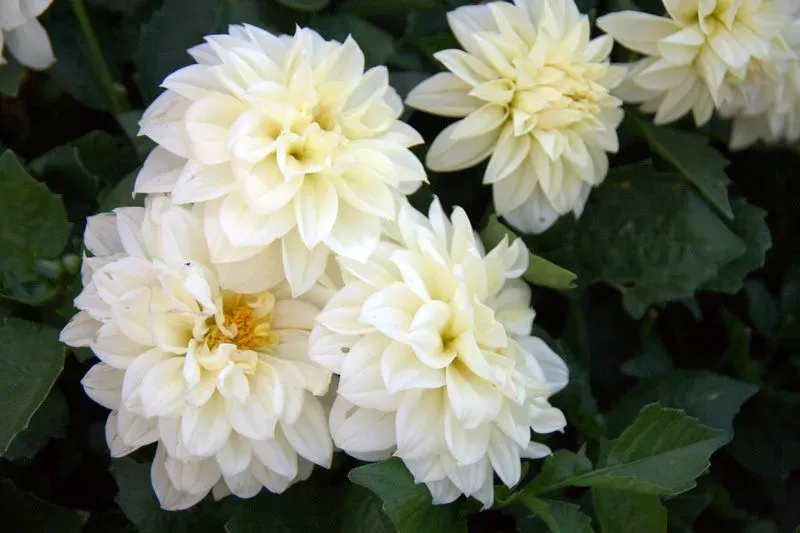 Conclusion: The Universe Speaks in Shapes (VinceHuang, Flickr, CC BY 2.0)