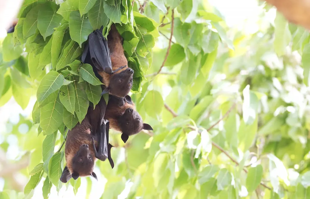 Fruit Bats Argue, Flirt and Have Conversations With Context (Image Credits: Unsplash)