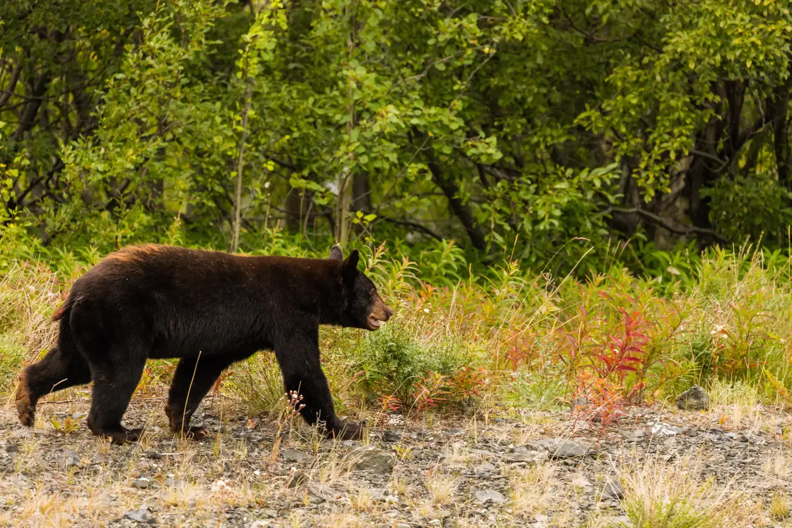 Taurus – The American Black Bear (By Diego Delso, CC BY-SA 4.0)