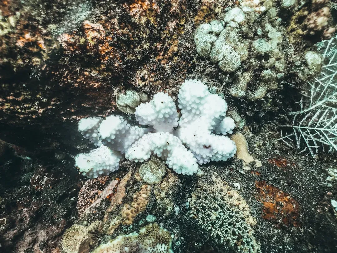 Warming Seas, Bleaching Events, And The Chemical Shock To Corals (Image Credits: Unsplash)