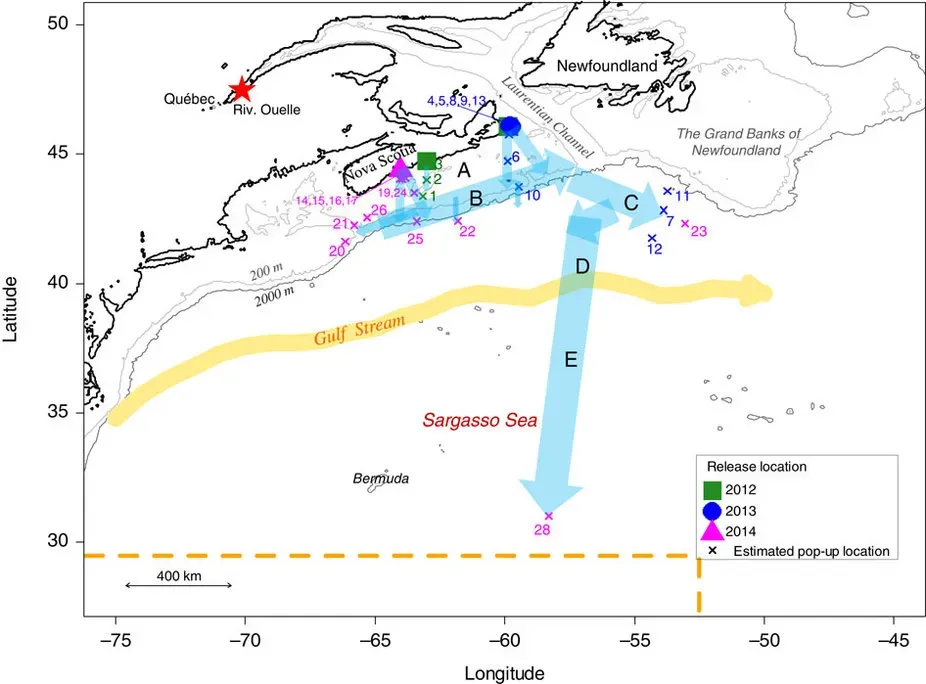 The Hidden Clues Animals Follow Across the Planet (Image Credits: Wikimedia)