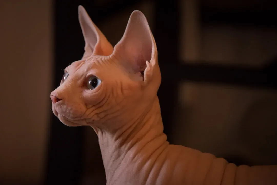 Aquarius: The Sphynx – Your Eccentric, Hyper-Social Alien (Image Credits: Unsplash)