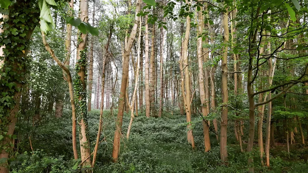 Cooperation, Competition, and Forest Politics (Image Credits: Unsplash)