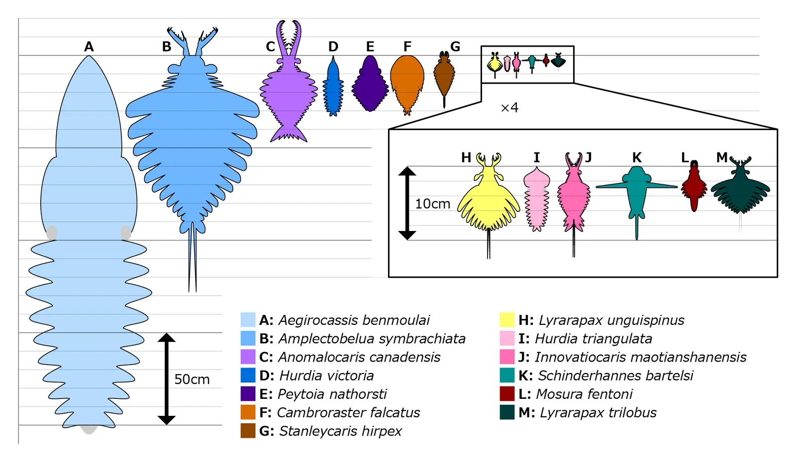 The Cambrian Explosion: When Animal Diversity Suddenly Surged (By Junnn11, CC BY-SA 4.0)