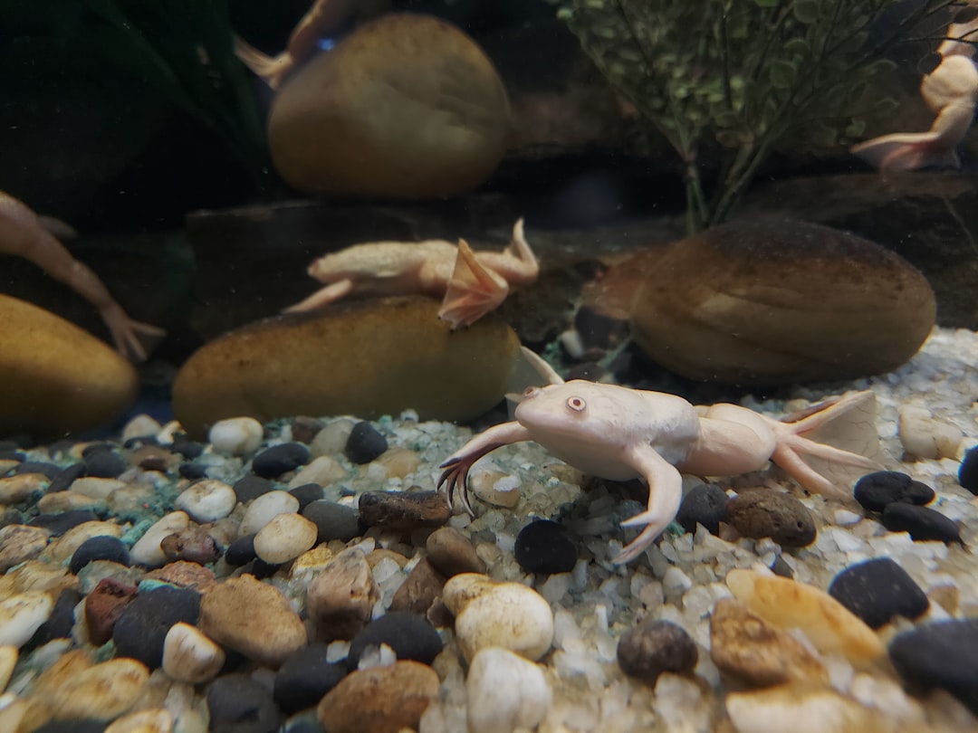 Axolotl - The Amphibian That Rewinds Injury (Image Credits: Unsplash)