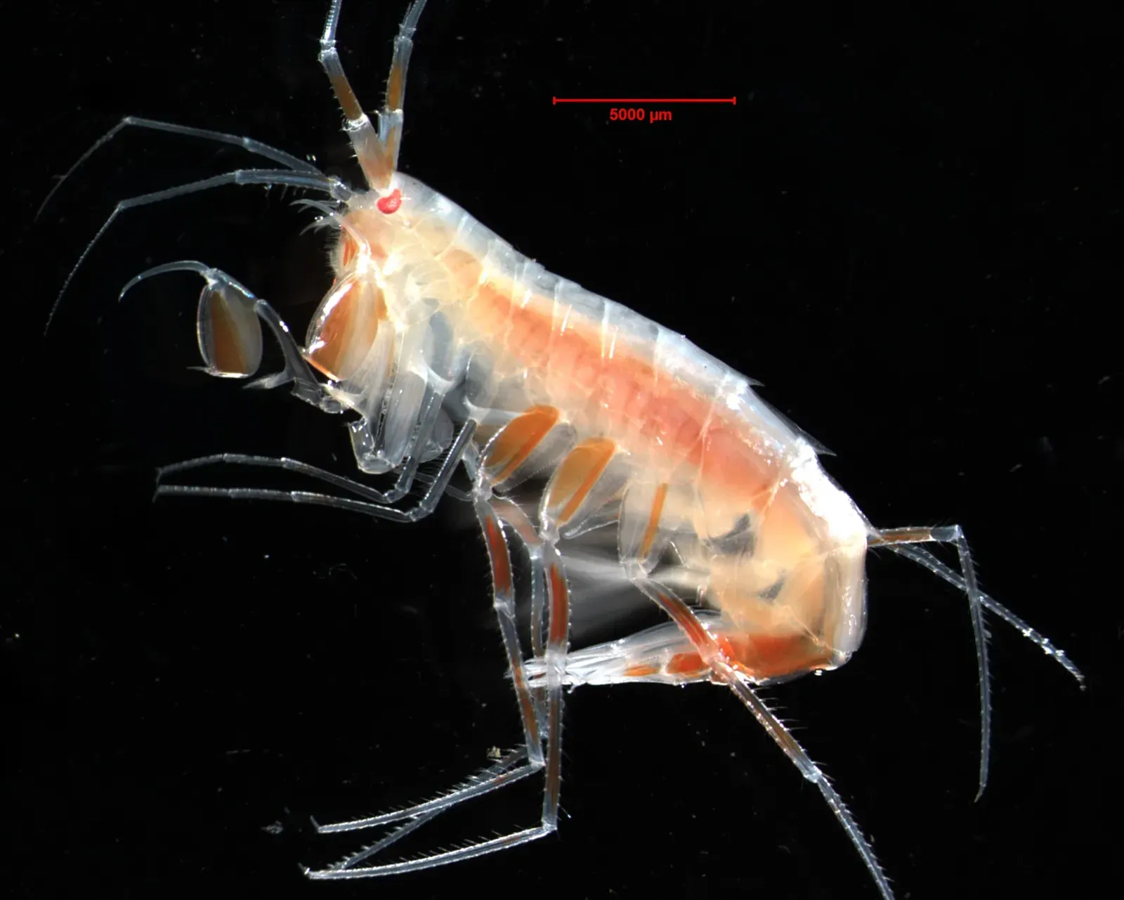 17. Abyssal Invertebrates With Genetic Profiles That Break Expectations (Image Credits: Wikimedia)