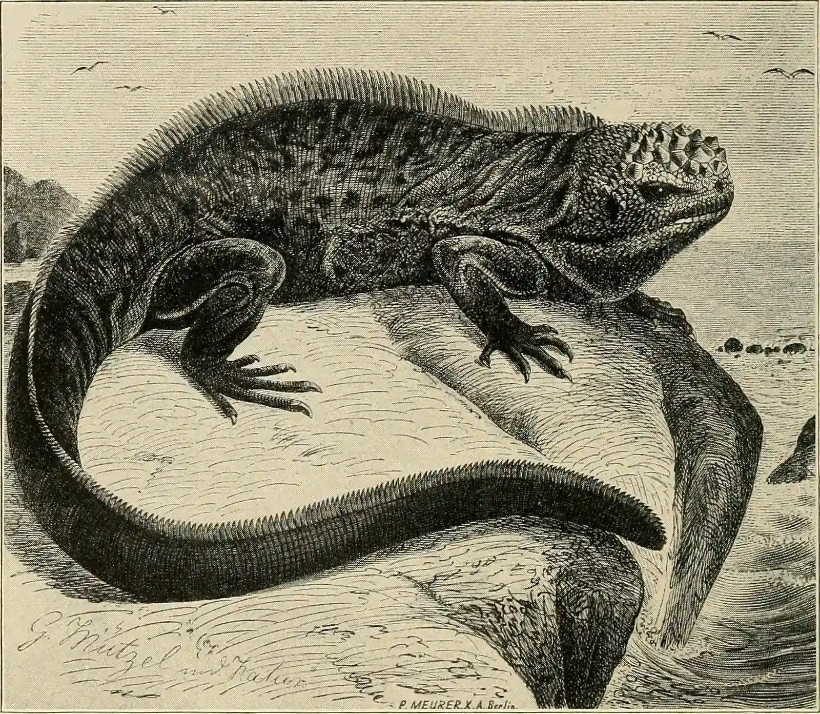#6 - The Island Lizards That Vanished Before They Got a Name (Image from page 153 of "Water reptiles of the past and present" (1914), No restrictions)