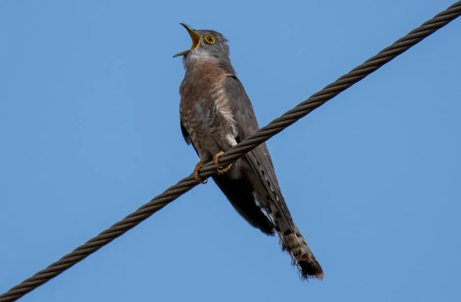 8. The Cuckoo - The Solo Migrant Who Knows Where to Go Without Anyone Showing It (Image Credits: Pexels)