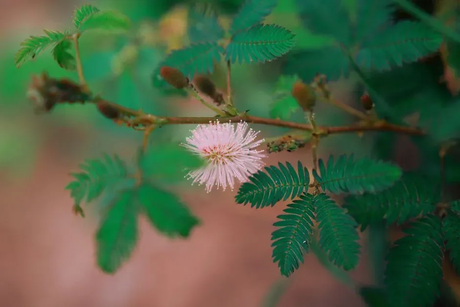 Plants Have Electrical Lives You Were Never Told About (Image Credits: Pexels)