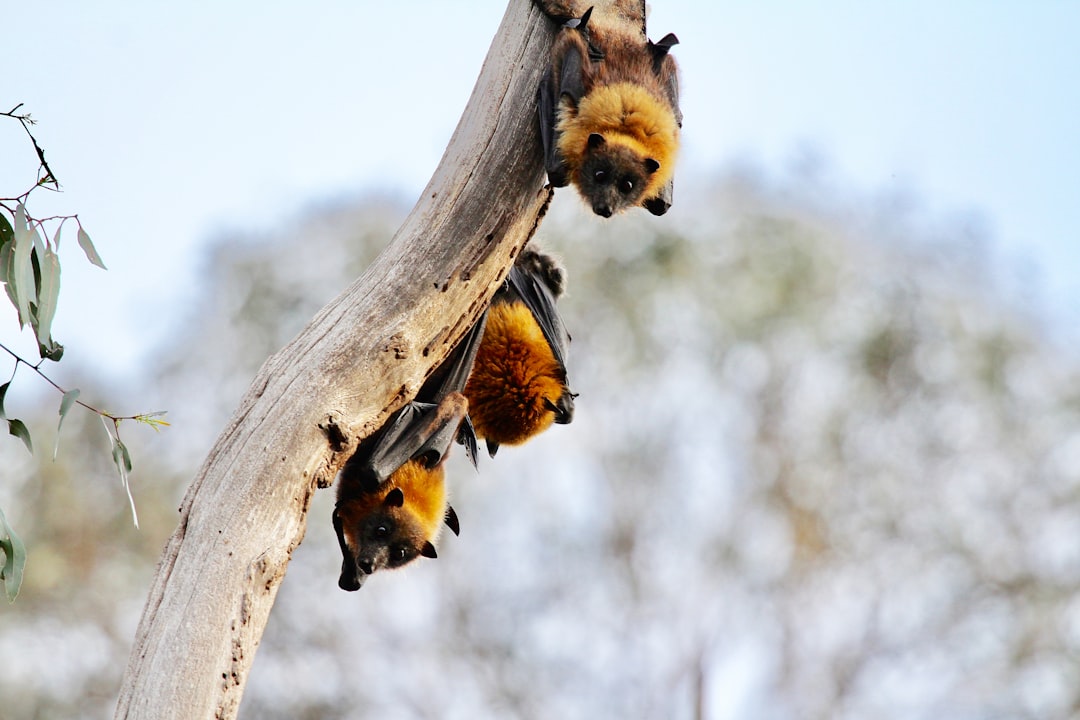 Silent Skies: Bats Track Acoustic Texture as Weather Turns (Image Credits: Unsplash)