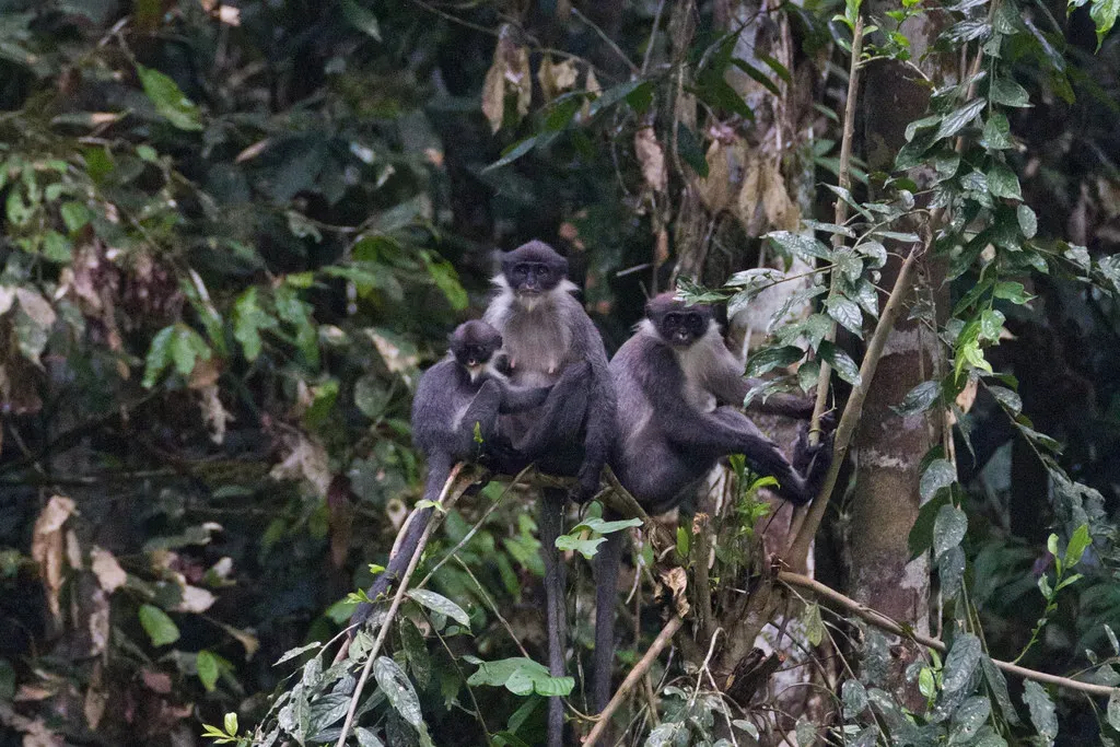 #19 - Miller's Grizzled Langur: A "Lost" Monkey Caught on Trail Cam (SFU - Communications & Marketing, Flickr, CC BY 2.0)