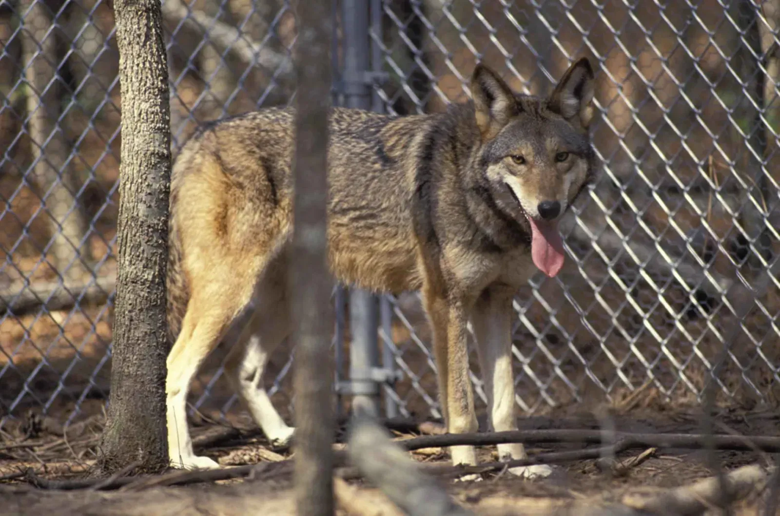 1. They're The Only Wolf Species Entirely Native To The United States (Image Credits: Wikimedia)