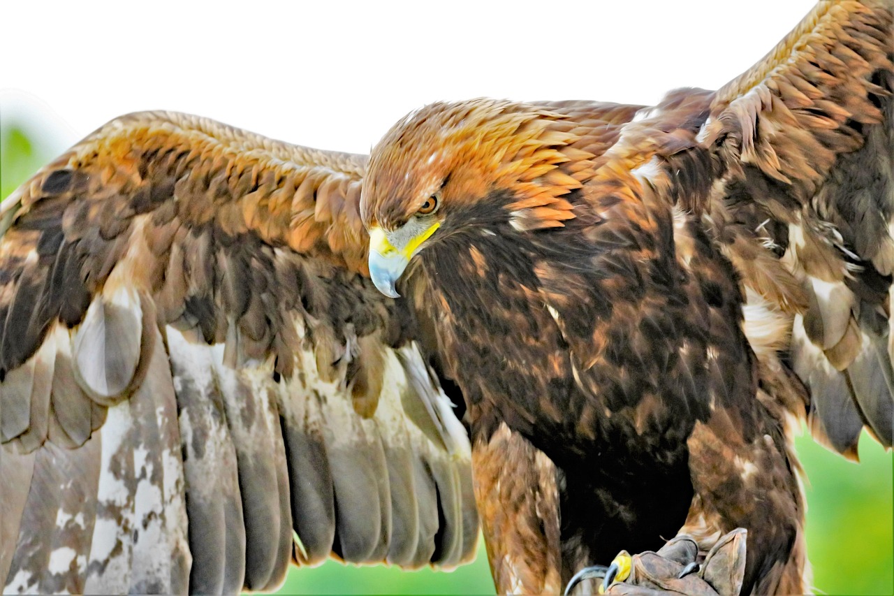 Capricorn: The Majestic Golden Eagle (Image Credits: Pixabay)
