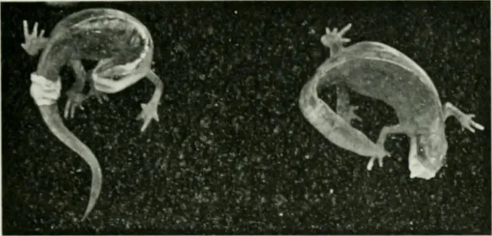 #8 - "Cryptic Species" of Frogs That Look Identical but Aren't (By Internet Archive Book Images, No restrictions)