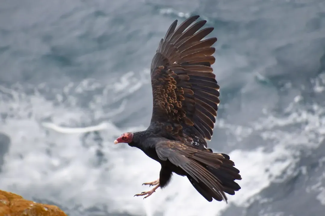 California Condor: The Bird That Survived With Only 27 Left (Image Credits: Unsplash)
