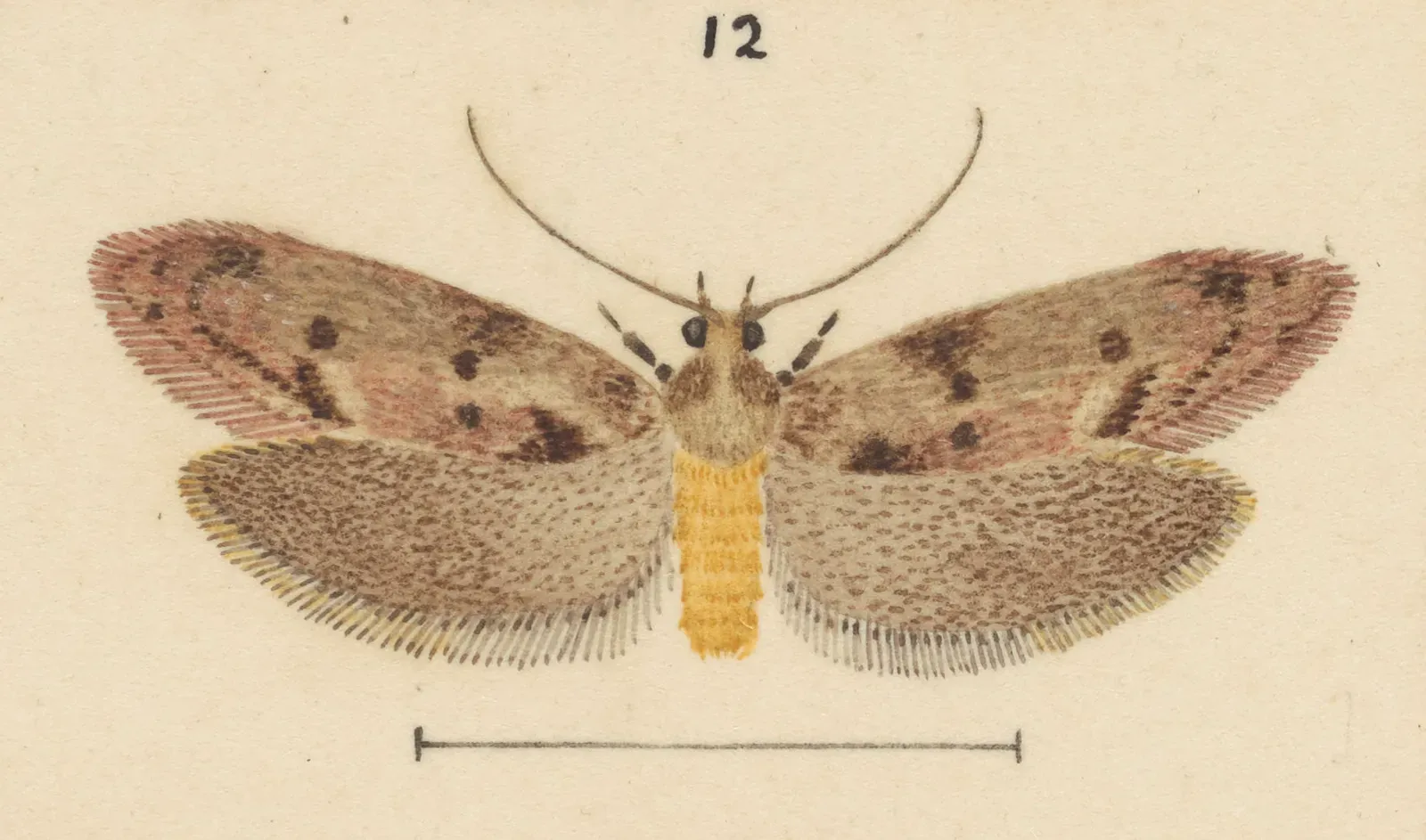 #2 - The "Extinct" Moth Rediscovered by a Hobbyist with a Camera (By George Vernon Hudson, Public domain)