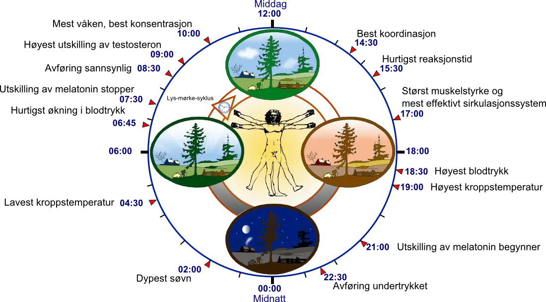 The Hidden Clues: Tiny Signals That Whisper Our Age (Image Credits: Wikimedia)