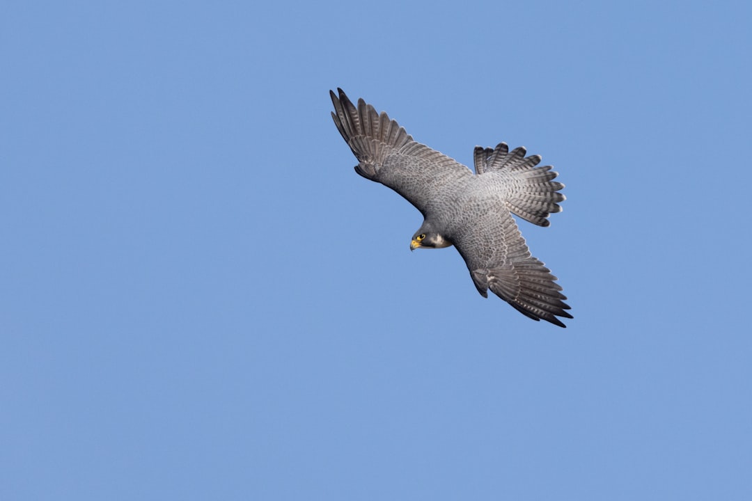 Sagittarius - The Swift Falcon (Image Credits: Unsplash)
