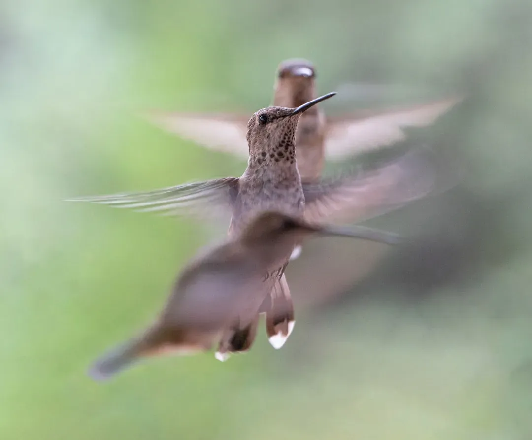 Conclusion: Tiny Birds, Huge Survival Instincts (Image Credits: Unsplash)