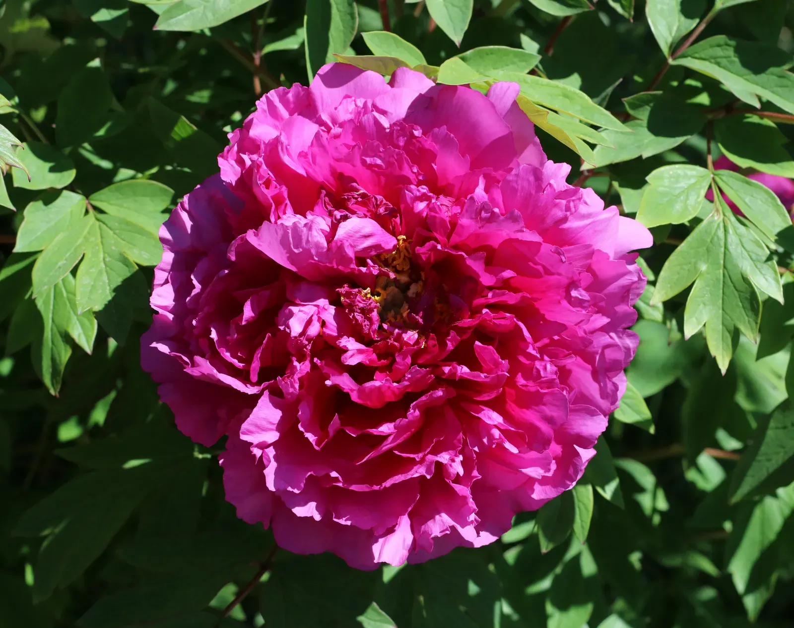 Taurus – Peony: Luxurious, Patient, And Deeply Grounded (By George Chernilevsky, CC BY-SA 4.0)