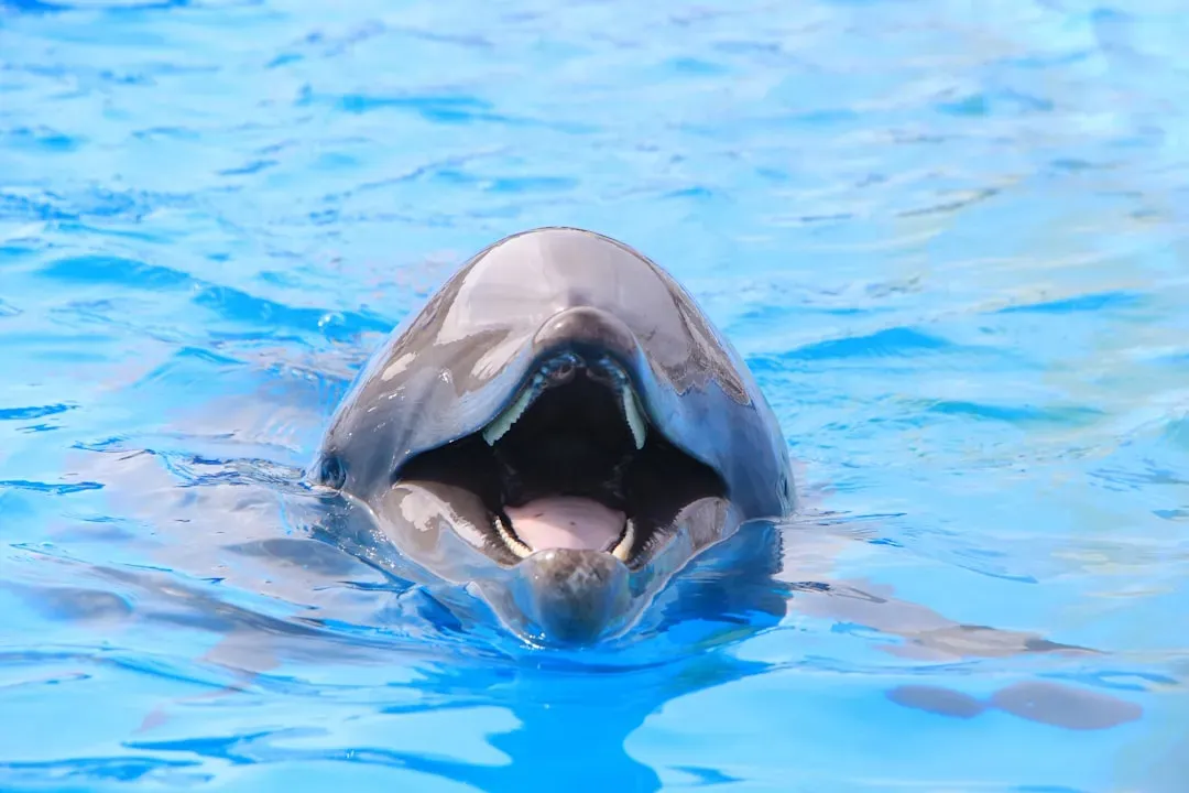 #14 - Signature Whistles: The Dolphin Version of Naming Yourself (Image Credits: Unsplash)