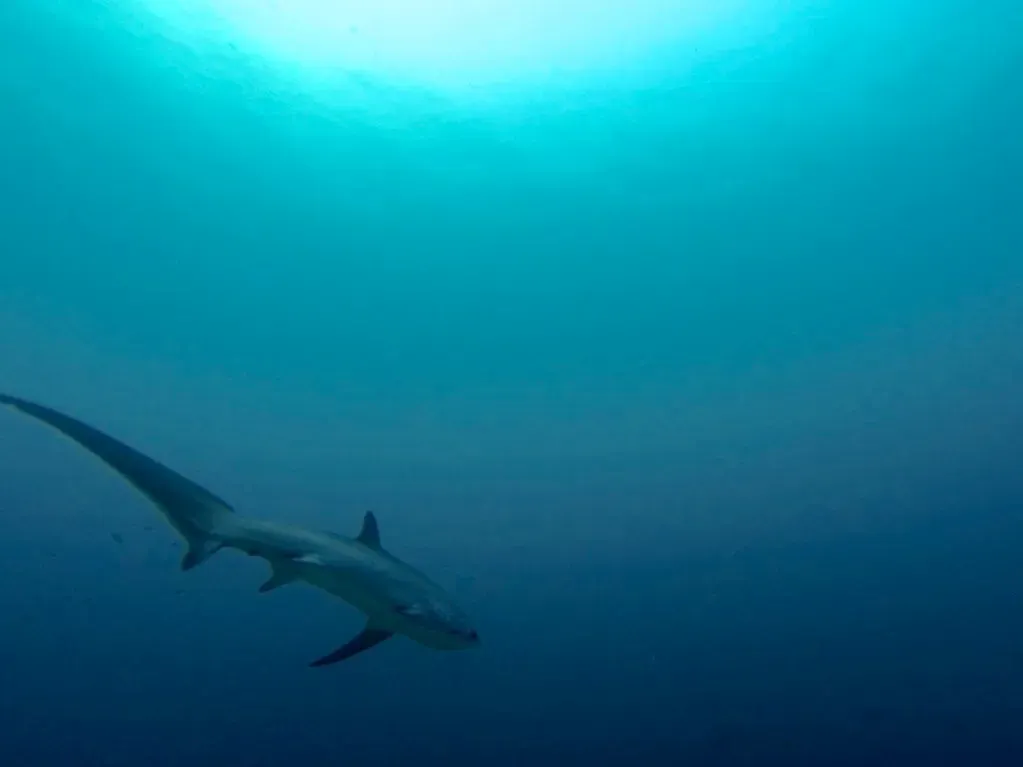 Aquarius – The Thresher Shark (Maxime Guilbot, Flickr, CC BY 2.0)