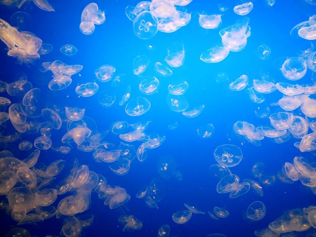 3. Its “Immortality” Hinges on Cellular Shape-Shifting (Victor Solanoy, Flickr, CC BY 2.0)