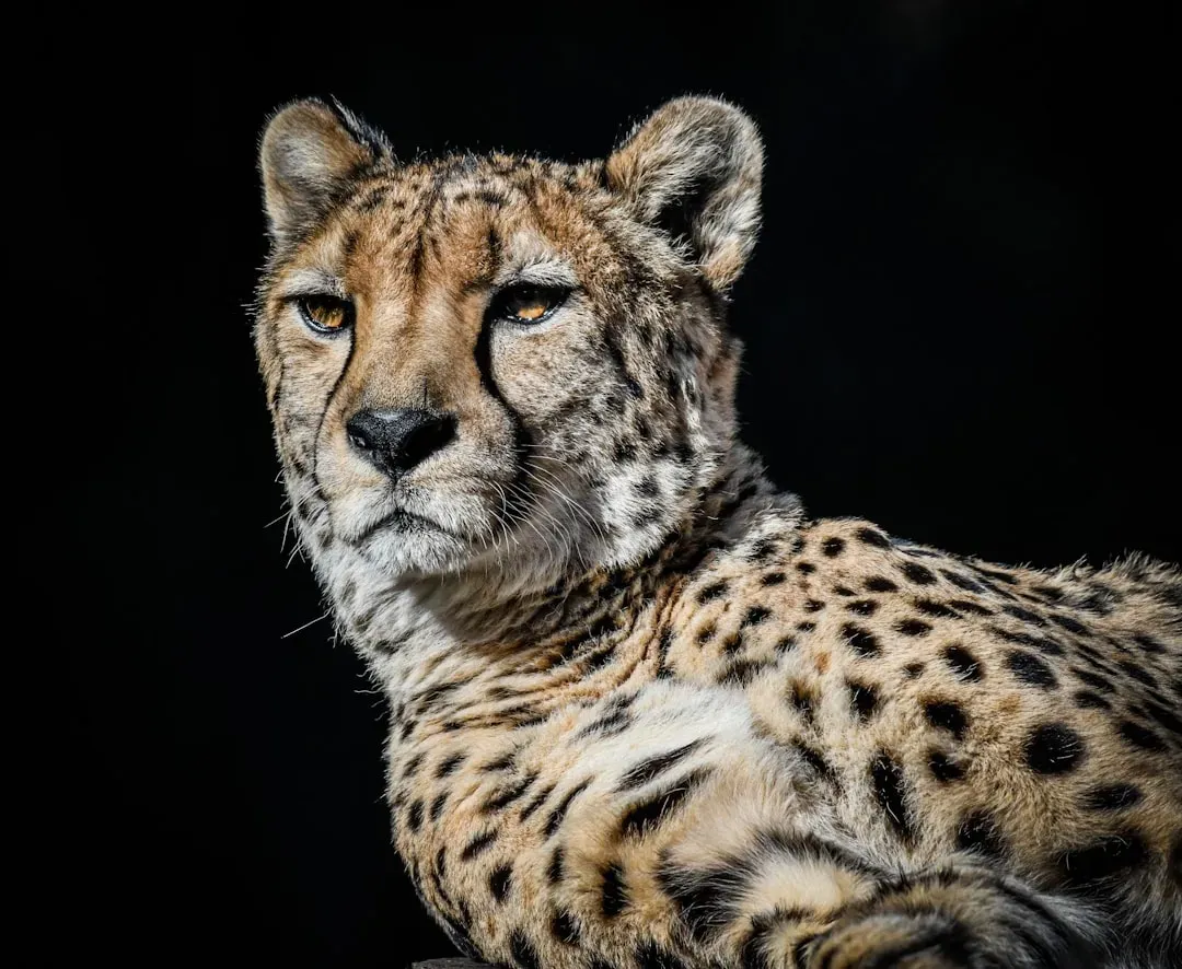 Why Cheetahs Keep Their Heads Up When Others Put Theirs Down (Image Credits: Unsplash)