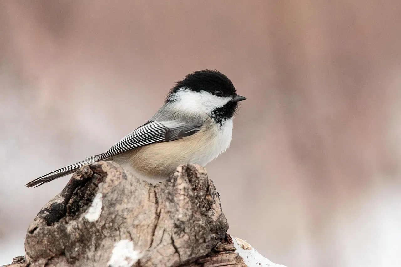 11. They Thrive in Harsh Winters Through Strategic Micro-Habits (Image Credits: Pixabay)