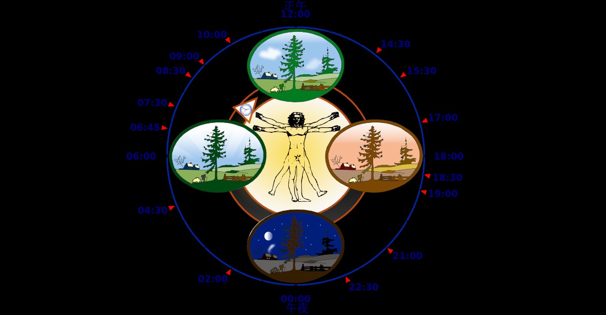 Two Engines : Circadian rhythm meets sleep pressure (Image Credits: Wikimedia)