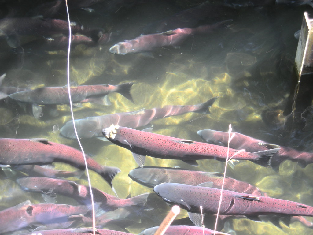 The Salmon: Returning to Source (Image Credits: Flickr)
