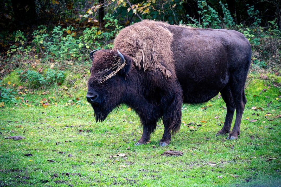 The Buffalo: Sacred Provider of Abundance (Image Credits: Unsplash)
