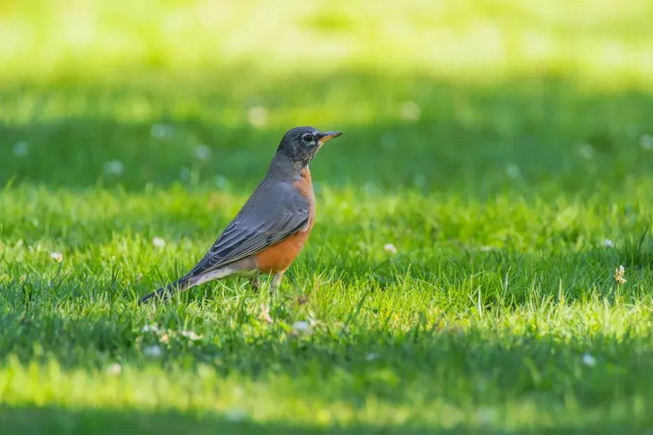 How to Start “Reading” the Silence in Your Own Yard (Image Credits: Pexels)