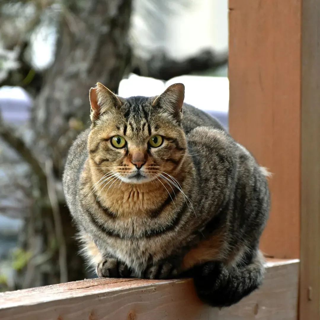 Indoor Pets, Outdoor Guests: Managing Risk and Boundaries (Image Credits: Unsplash)