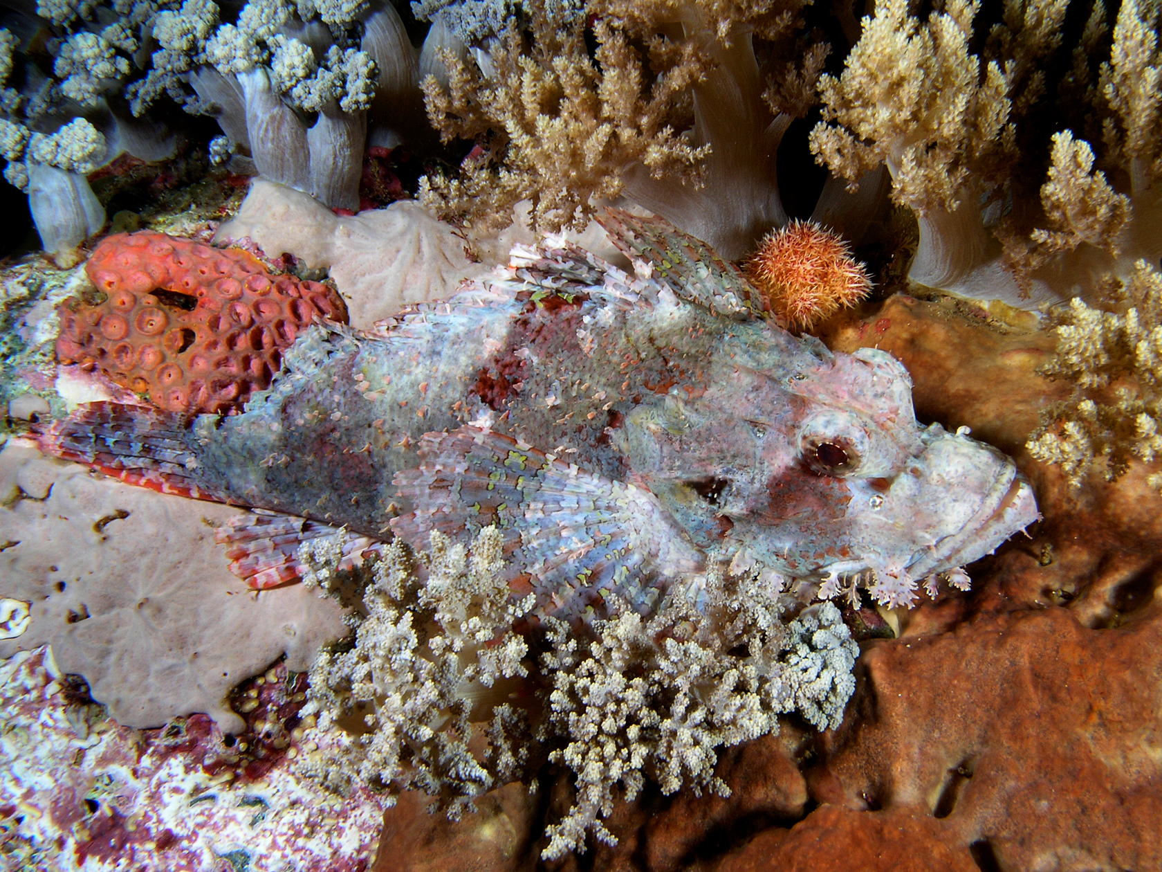 Camouflaged Predators Among the Rocks (Image Credits: Wikimedia)