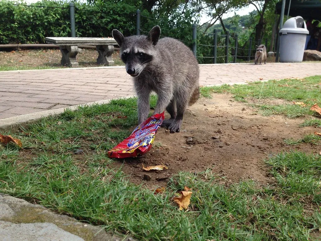 3. They Treat Trash Night Like a Free Buffet (brian.gratwicke, Flickr, CC BY 2.0)