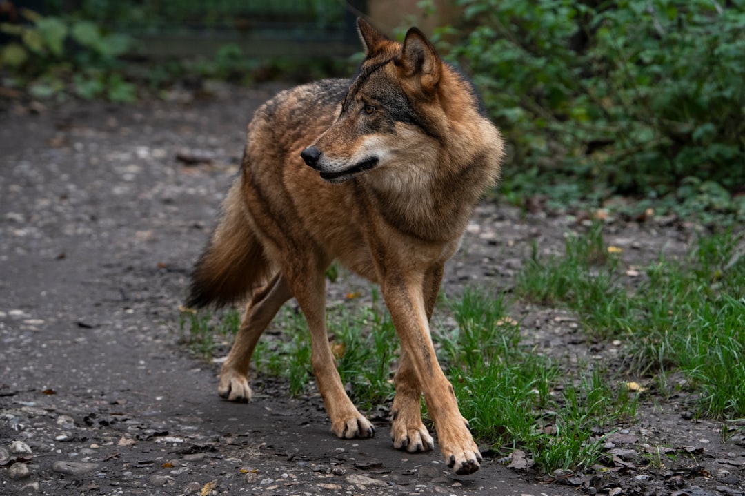 The Coyote Complication: Hybridization and How Managers Respond (Image Credits: Unsplash)