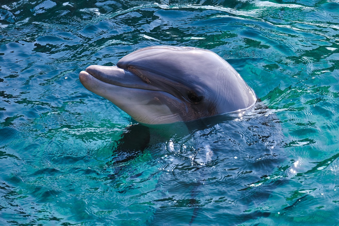 Conservation Concerns and Protection Status (Image Credits: Pixabay)